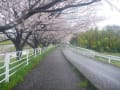 花散らしの雨