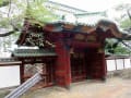 上野公園内の東京芸術大学と上野国立博物館の2本の、巨樹　13