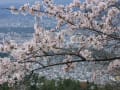 03大文字山に咲く花