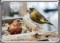 自宅に集まる野鳥（その4）