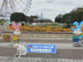 ２０１１　コキアとコスモス　ひたち海浜公園