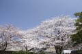 妙見宮駐車場の桜_140328