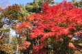 2012年秋。例年以上に美しい軽井沢の紅葉です。