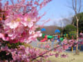 2012年3月28日相模原公園と麻溝公園