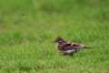 ヒバリ　幼鳥です