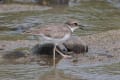 イカルチドリ幼鳥の採餌