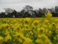 伊良湖・菜の花ツーリング