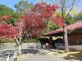 2022-11-09　北山ダム紅葉