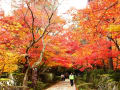 湖東三山の紅葉