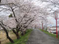 宮川の桜