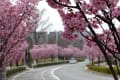 多摩の桜２０１６　～陽光桜の並木道～