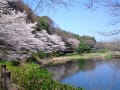 桜満開　「泉の森」「ふれあいの森」２０１２．４．