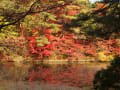 神戸市立森林植物園