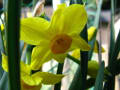 A yellow narcissus