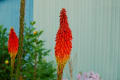 花　　気ままに写して