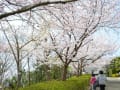 総合公園の桜