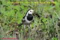 [20]White Wagtail6Oct2013-01a-s.jpg