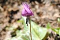 ヒノキオの春を告げる野の花たち