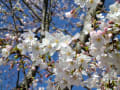 sakura2012  石神井公園