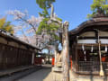 奈良公園桜2023年3月31日