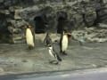 旭山動物園＆ノーザンホースパーク