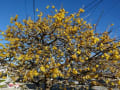 明るい気分になります～ロウバイの花、水仙、空・・・