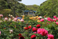 鎌倉文学館のバラ