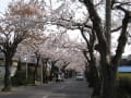 ５月６日桜ヶ丘通り、