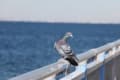 袖ヶ浦海浜公園から