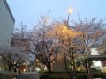 　千鳥ケ淵の夜桜　　ライトアップ2013