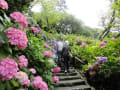 アジサイの花と日光キスゲの花