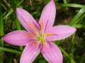 [35]木曽三川公園センター秋の花物語