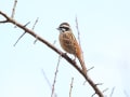 [35]平芝公園にて１　ホオシ?ロ雄.JPG