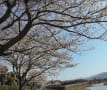 2017年4月１４日小倉南区紫川