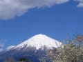 ４月下旬の富士山です