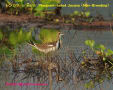 [8]Pheasant-tailed Jacana6Feb2011-02a_s.jpg