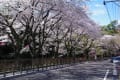 犬山の桜