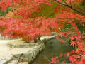 京の紅葉・１１月１０日・１１日