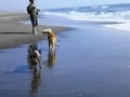 九十九里の浜辺遊び　雑種犬鈴&風愛