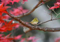 夏紅葉にカラフトムシクイとメジロ