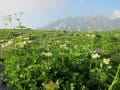 立山の花　雄山～内蔵助小屋