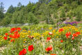 大鹿村の蒼いケシの花