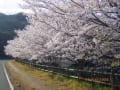 琴平パークの桜