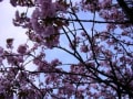 造幣局の桜　平成２３年５月