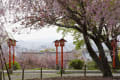 妙見宮の枝垂れ桜_150407
