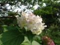 自然に触れ・・・家庭菜園の花、植物～家の庭でのハグロトンボなど～