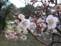 嵯峨野　大覚寺　大沢池の梅園