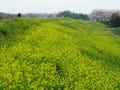 菜の花土手は菜の花ロード