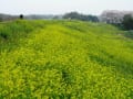 菜の花土手は菜の花ロード