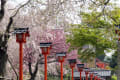 妙見神社の八重桜_140410